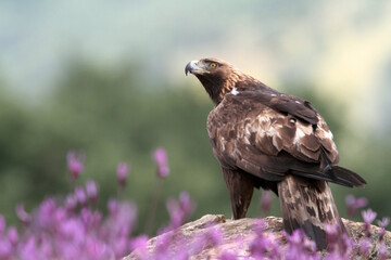 Golden Eagle adult female among purple flowers with the first morning lights
