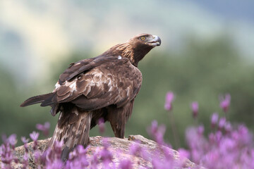 Golden Eagle female with the first light of day