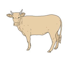 cow, white background illustration