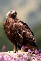 Adult female of Golden eagle among purple flowers with the first light of day