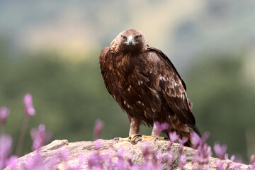 Golden Eagle female with the first light of day