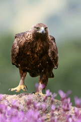 Adult female of Golden eagle among purple flowers with the first light of day