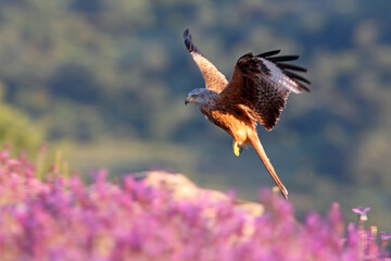 Red kite photographed in the early morning among purple flowers, MIlvus milvus