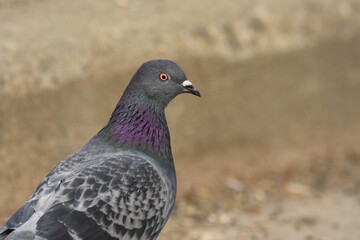 A Rock Pigeon feeds along the ground at a local park.