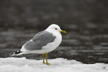 A Mew Gull sits on the shore of the Alaskan coastline in early spring. 