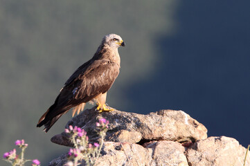 Black Kite at first morning lights on a cold winter day
