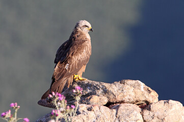 Black kite early morning among purple flowers, Milvus migrans