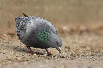 A Rock Pigeon feeds along the ground at a local park.