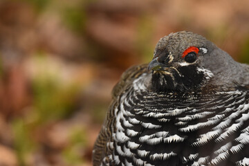 A Spruce Grouse wanders through the Alaskan forest.
