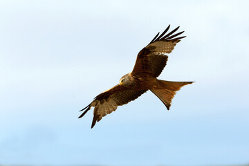 Red Kite flying, Milvus milvus