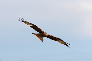 Red Kite flying, Milvus milvus
