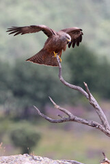 Black Kite at first morning lights on a cold winter day