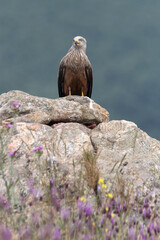 Black kite photographed in the early morning among purple flowers