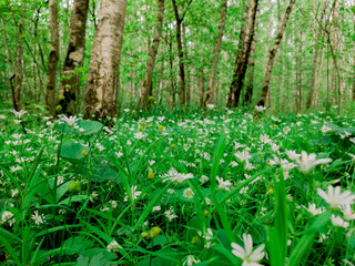 blooming daisies in the forest during the day