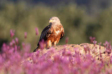 Red kite photographed in the early morning among purple flowers, MIlvus milvus