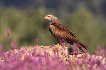 Black kite with the last lights of day