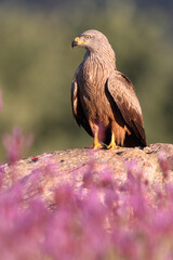 Red Kite among purple flowers in the early hours of the day