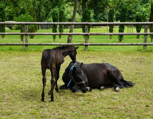 Mare with foal on green meadow