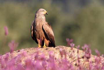Red Kite among purple flowers in the early hours of the day