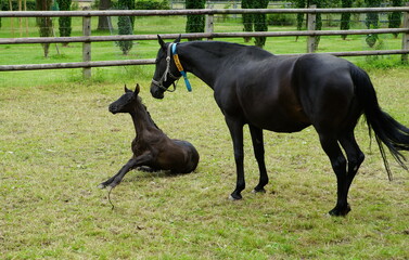 Mare with foal on green meadow