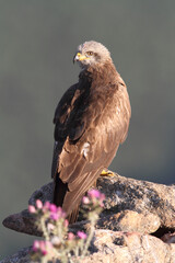 Black kite early morning among purple flowers, Milvus migrans