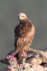 Black kite with the last lights of day