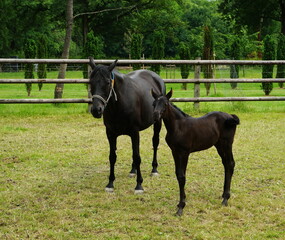 Fototapeta premium Mare with foal on green meadow