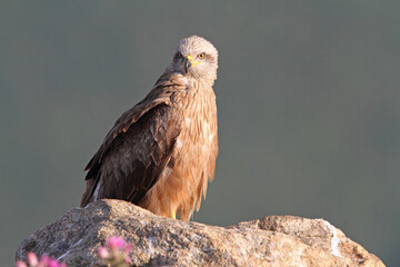 Black kite with the last lights of day