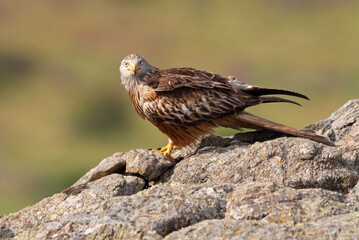 Red Kite with the first light of dawn