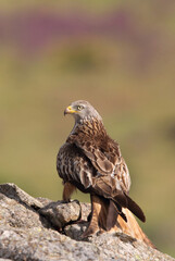 Red kite photographed in the early morning among purple flowers, MIlvus milvus