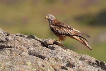 Red kite photographed in the early morning among purple flowers, MIlvus milvus