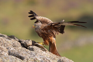 Red Kite with the first light of dawn