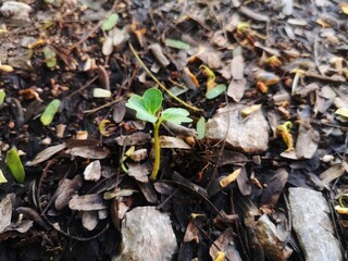 close up of dry leaves