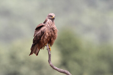 Black kite with the last lights of day