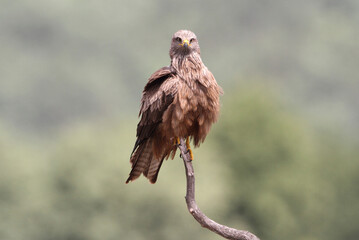 Black kite with the last lights of day