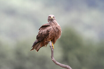 Black kite photographed in the early morning among purple flowers