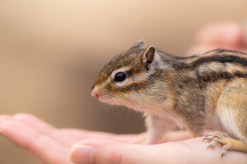 Obraz premium 手に乗るシマリス