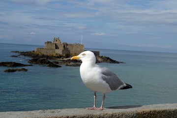 Mouette sur les remparts de Saint-Malo devant le Fort National