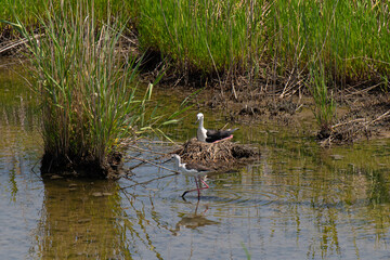 たまごを温めるセイタカシギ