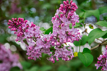 Blossom of violet and purple lilac flowers bush in spring
