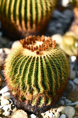 サボテンの様々な形態が面白い茎や葉の姿