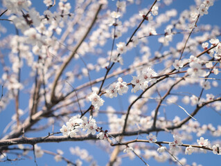 cherry blossom in spring