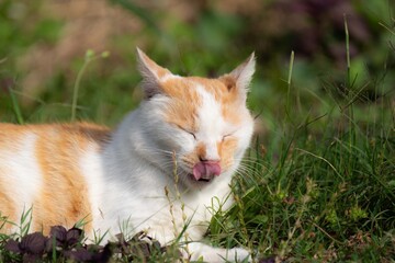 のんびり過ごす猫ちゃん　　茶白猫