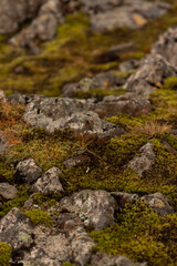 Isländische Strukturen