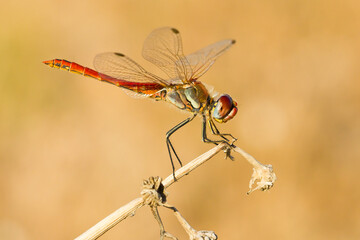 Red-veined darter or nomad, Sympetrum fonscolombii, male at his innkeeper.