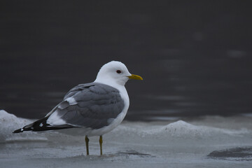 A Mew Gull sits on the shore of the Alaskan coastline in early spring. 