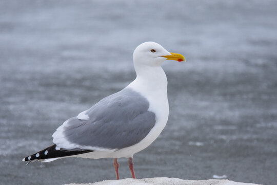 An adult Herring Gull stands on the ice during the Alaskan springtime.