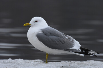A Mew Gull sits on the shore of the Alaskan coastline in early spring. 