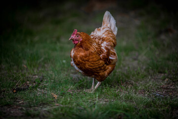 chicken on the farm