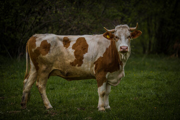 Naklejka na ściany i meble cow in a field
